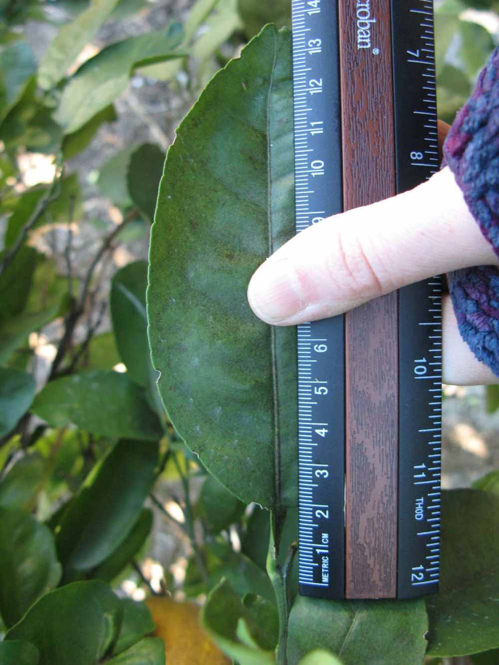              Unifoliolate leaf (Winter Haven, FL)       